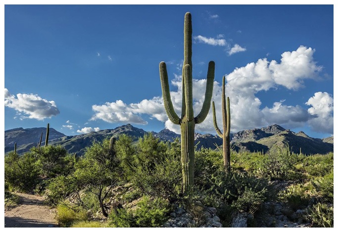 sexual abuse trauma treatment in Tucson