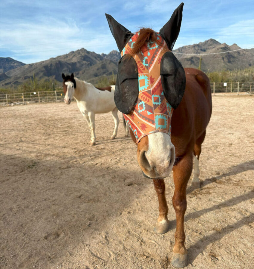 horses-at-sabino-recovery-for-equine-therapy-768x1024